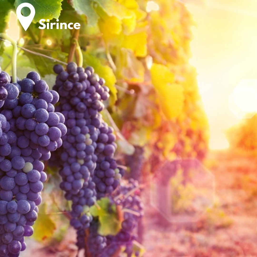 İzmir Daily Tour Görsel 2